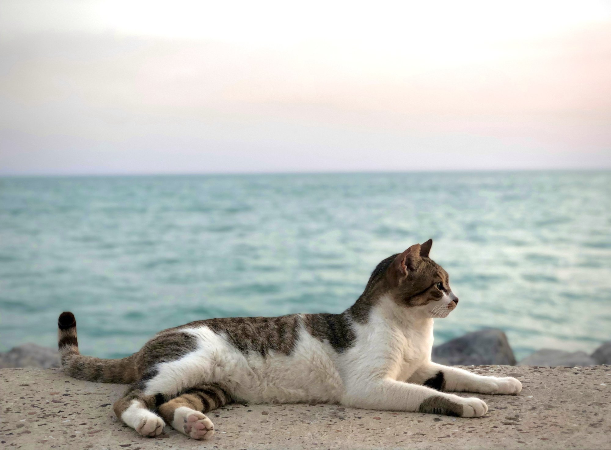 Cat at the beach